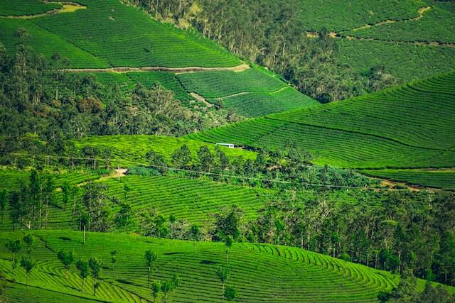 Munnar Tour Package